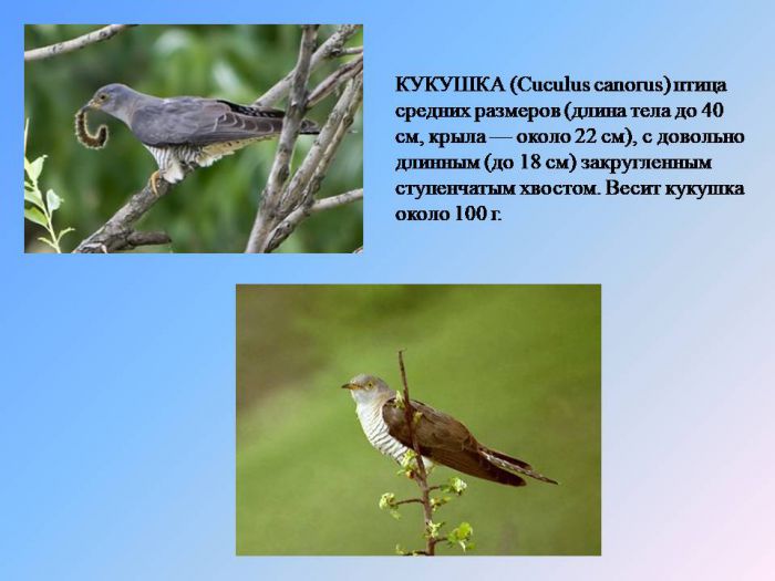 1 апреля - Международный День птиц